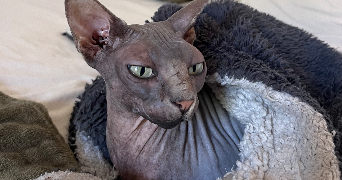 clemence pet sitter à ST MAUR DES FOSSES 94100_7