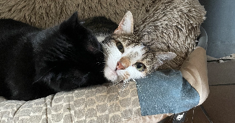 marine pet sitter à MONNES 02470_2