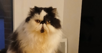 laurent pet sitter à ARRAS 62000_2