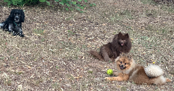 morganne pet sitter à GRAMBOIS 84240_2