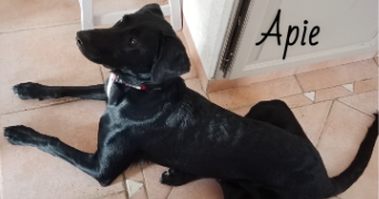 valérie pet sitter à Le Thor 84250_47