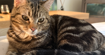 jessica pet sitter à ST CHRISTOLY DE BLAYE 33920_2