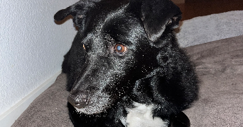 maurane pet sitter à LE BOUSCAT 33110_3