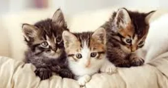 eléa pet sitter à ARTIGUELOUTAN 64420