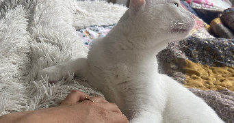 manon pet sitter à STRASBOURG 67000_2