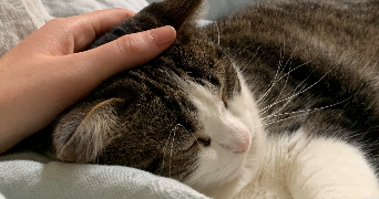 camille pet sitter à PARIS 07 75007_2