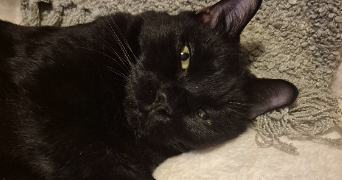 dalila pet sitter à NANTERRE 92000_5
