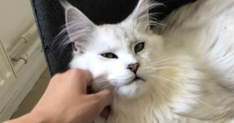 camille pet sitter à MARCQ EN BAROEUL 59700_3