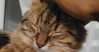 natacha pet sitter à ACHERES 78260_2