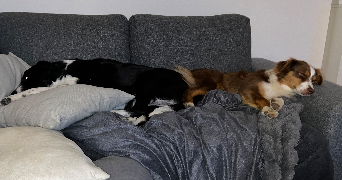 léonie pet sitter à RIEUX 60870_5