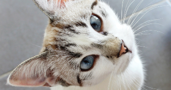 léa pet sitter à CRETEIL 94000_3