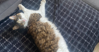 marie pet sitter à BESANCON 25000_2