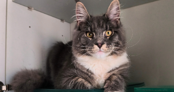 victoria pet sitter à BOURG LE ROI 72610_2