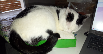 véronique pet sitter à LE BUGUE 24260_1