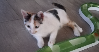 morgane pet sitter à ALGRANGE 57440_3