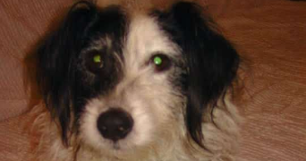 allison cat sitter à DRAGUIGNAN 83300_5