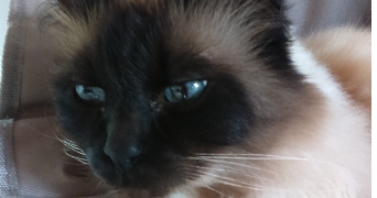 ana pet sitter à VERNAISON 69390_4