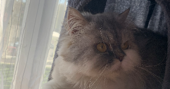 nani pet sitter à MARCQ EN BAROEUL 59700_1