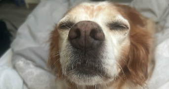 camille pet sitter à ARRIGNY 51290_0