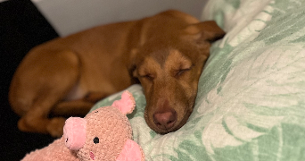 morgane pet sitter à Estaires 59940_8
