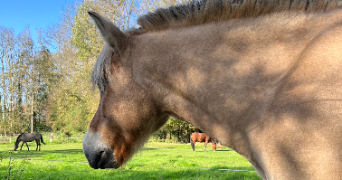 méïssane pet sitter à PARIS 15 75015_3