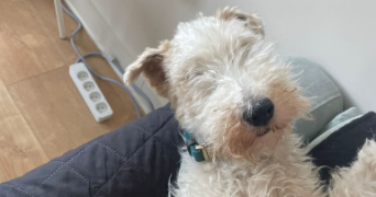 angie pet sitter à GAGNY 93220_4