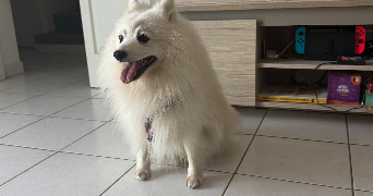 karina pet sitter à EVIAN LES BAINS 74500_1