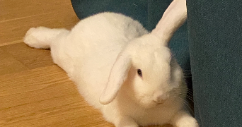 yana pet sitter à REIMS 51100_3