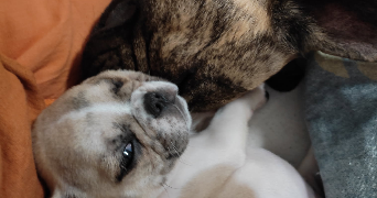 alice pet sitter à ST EGREVE 38120_4