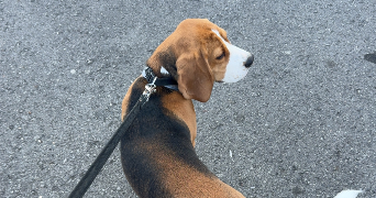 lorie pet sitter à CRUSNES 54680_2