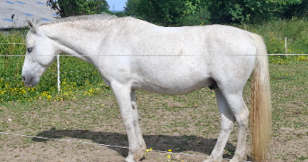 julia pet sitter à Niort 79000_16