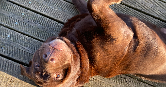 laura pet sitter à CRETEIL 94000_1