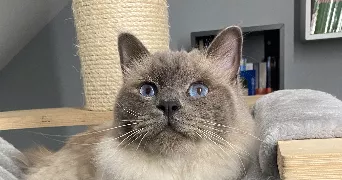 moena pet sitter à PESSAC 33600