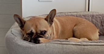 lauréline dog sitter à ST ANDRE DE BOEGE 74420_5