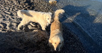 charlène pet sitter à SEVRIER 74320_1