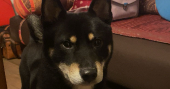 kirsten pet sitter à PORT JEROME SUR SEINE 76330_1