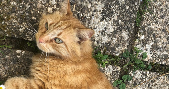 Ludivine pet sitter à REDON 35600_1