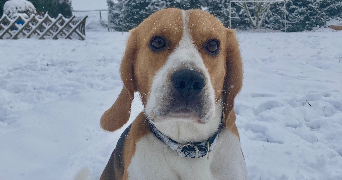 linsart pet sitter à THIMERT GATELLES 28170_1