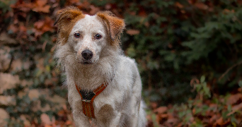 axelle pet sitter à NANCY 54000_5