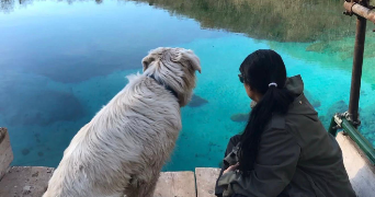 carolaim pet sitter à CHAVAGNE 35310_2