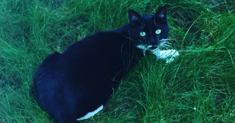 amandine pet sitter à GUIBEVILLE 91630_1