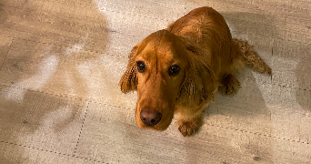 jany pet sitter à ROUEN 76000_3