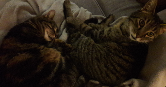 sandrine pet sitter à MOISSY CRAMAYEL 77550_3