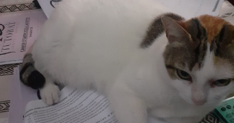 camille pet sitter à VERTOU 44120_2