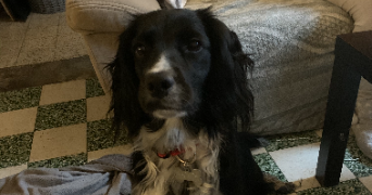 perrine pet sitter à LYS LEZ LANNOY 59390_0