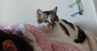 angélique pet sitter à PAUILLAC 33250_1