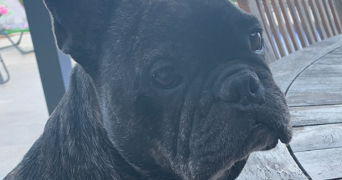 pascale pet sitter à PARAY LE MONIAL 71600_2