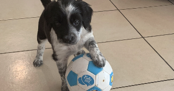amandine pet sitter à PAILLET 33550_2