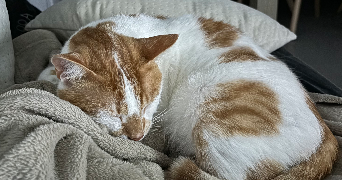 lisa pet sitter à LYON 07 69007_6