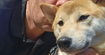steve pet sitter à WITRY LES REIMS 51420_2